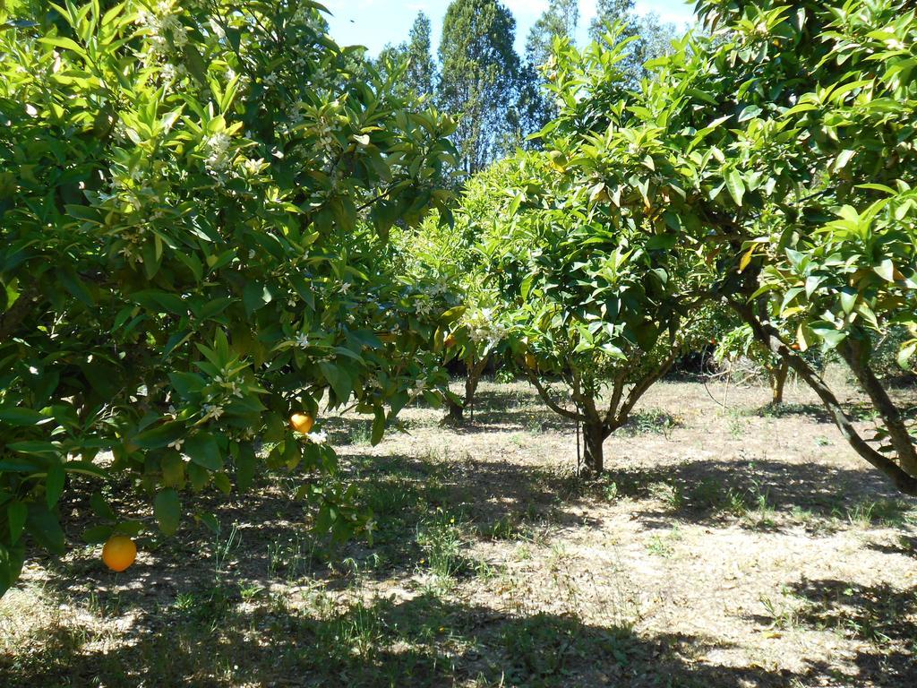 La Casita Villa Manacor  Dış mekan fotoğraf